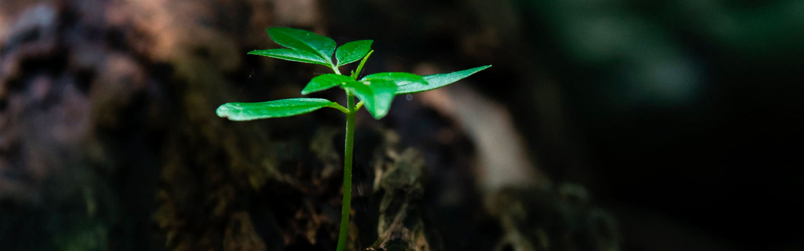 plant sprouting up