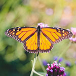 Monarch Butterfly