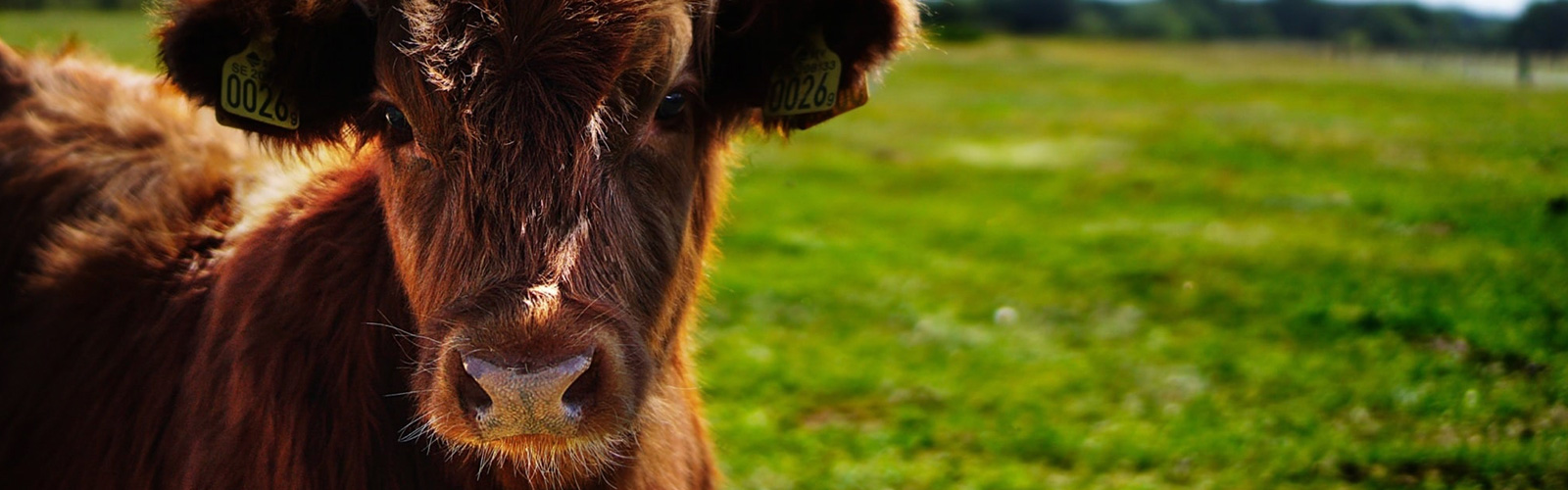 brown calf