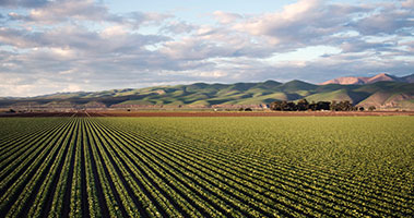 Agriculture Farm