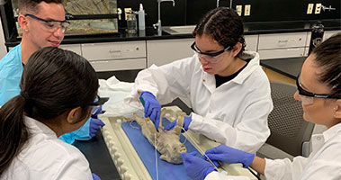 students dissecting a pig