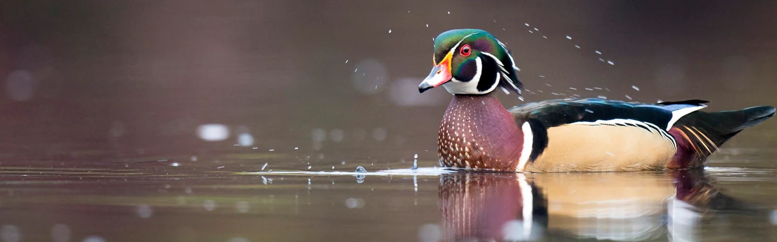 wood duck