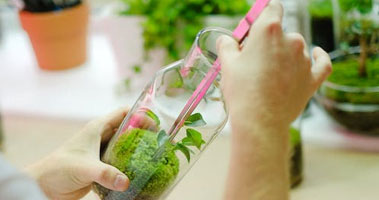 Scientist examining plant