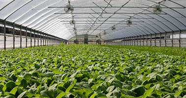 Greenhouse full of plants