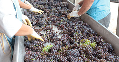 grapes being processed