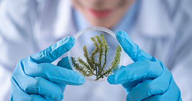 scientist holding preserved stem of plant