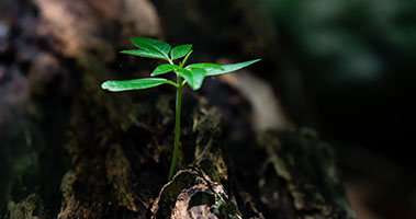 Sprout coming out of soil