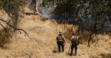 firefighters in forest